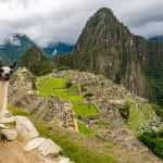 Llama close to Machu Picchu