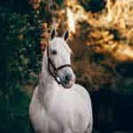 A white horse.