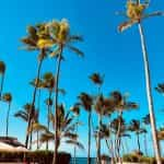 Palm trees against a blue sky in the Dominican Republic.